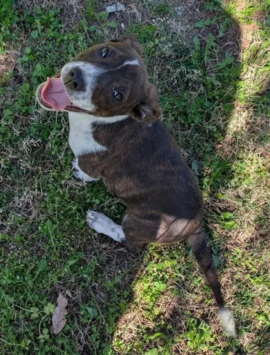 David Bowwowie thumbnail 2