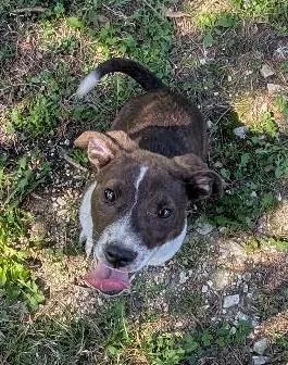 David Bowwowie thumbnail 3