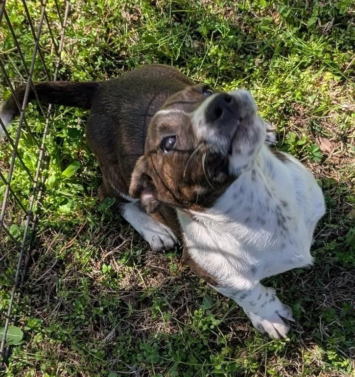 David Bowwowie thumbnail 4