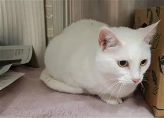 A senior small-sized female Domestic Short Hair cat named Snuggie for adoption in Olivette, MO