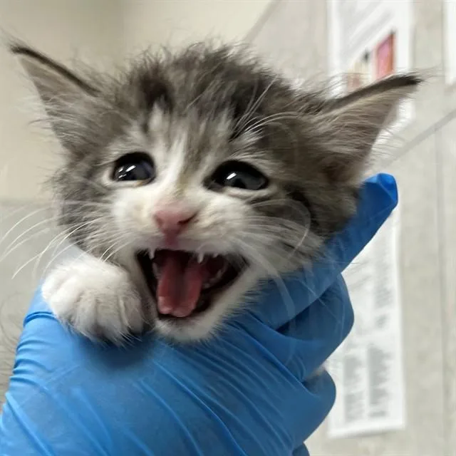 A baby small-sized female Domestic Short Hair cat named A for adoption in Naples, FL
