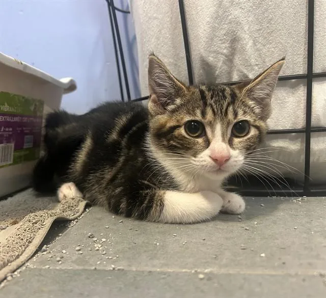 A baby small-sized female Domestic Short Hair cat named Biggie for adoption in Tustin, CA
