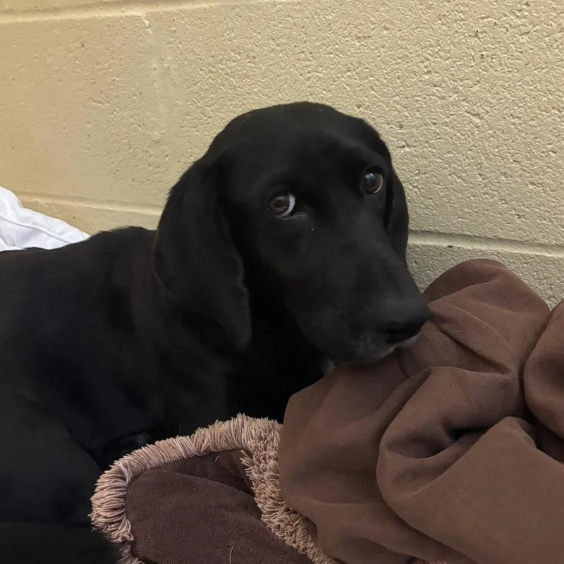 An adult medium-sized female Black Mixed Breed dog named Kiara for adoption in Fredericksburg, TX
