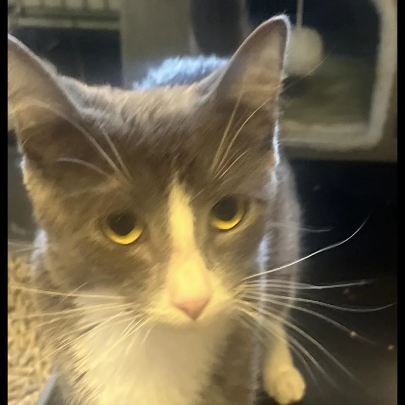 A young medium-sized female Gray & White Domestic Short Hair cat named Iris for adoption in Brockport, NY