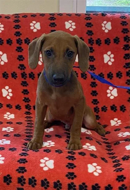 A baby medium-sized male Dachshund dog named Levi for adoption in Largo, FL