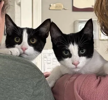 A baby medium-sized male Domestic Short Hair cat named GromitEvie Bonded Pair for adoption in East Brookfield, MA