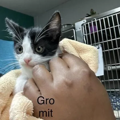 GromitEvie  Bonded Pair thumbnail 3