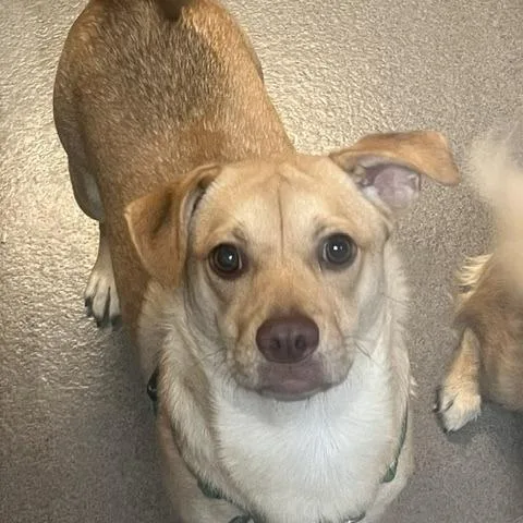 A young small-sized male Yellow / Tan / Blond / Fawn Mixed Breed dog named Loyalty for adoption in Baltimore, MD