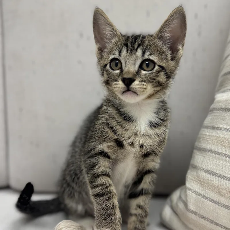 A baby small-sized male Brown / Chocolate Domestic Short Hair cat named Elmo for adoption in Chesapeake, VA