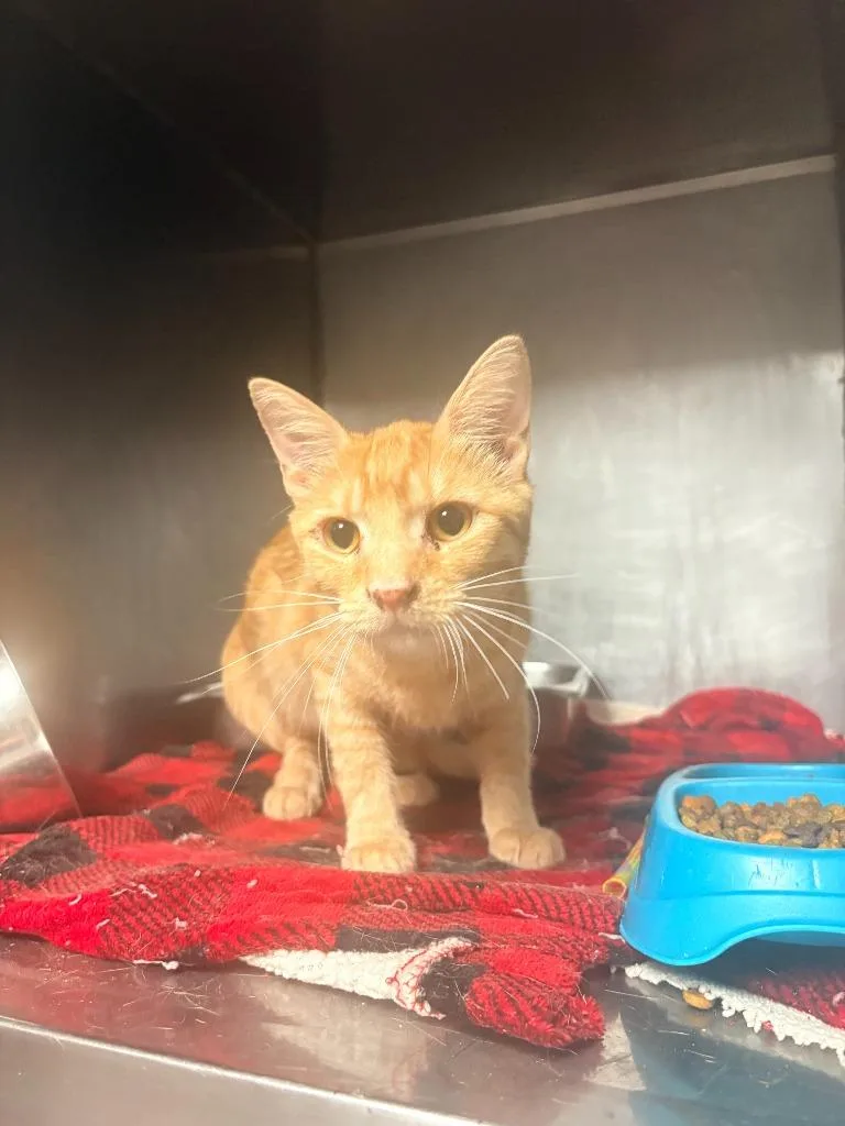 A young small-sized male Domestic Short Hair cat named Mickey for adoption in Albany, GA