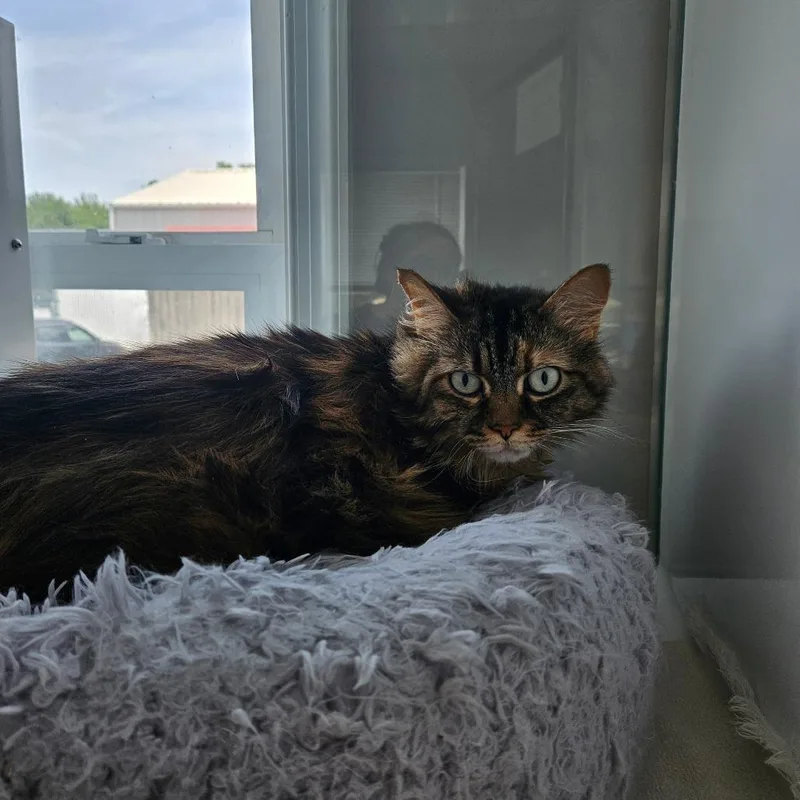 An adult large-sized female Calico Domestic Long Hair cat named Callie for adoption in Ridgely, MD