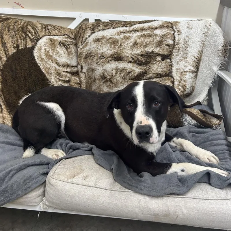 An adult large-sized male Black Terrier dog named Whiskey for adoption in Falmouth, KY