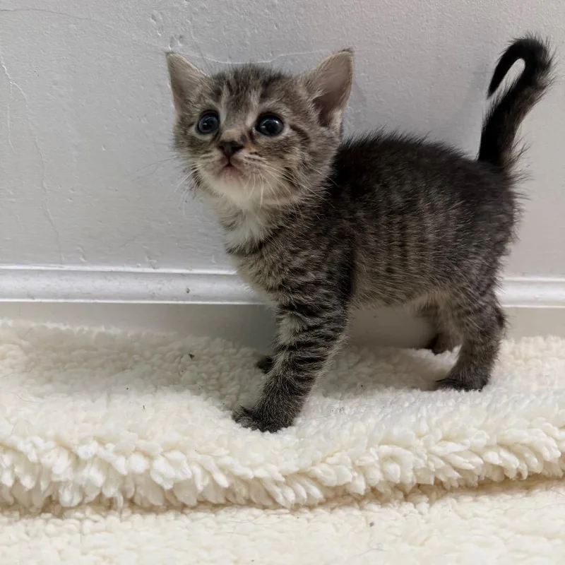 A baby small-sized female Brown / Chocolate Domestic Short Hair cat named Tuna for adoption in Pasadena , MD
