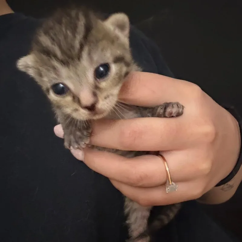 Tuna thumbnail 2