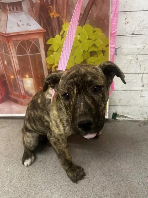 A baby small-sized female Pit Bull Terrier dog named Vickie for adoption in San Bernardino, CA