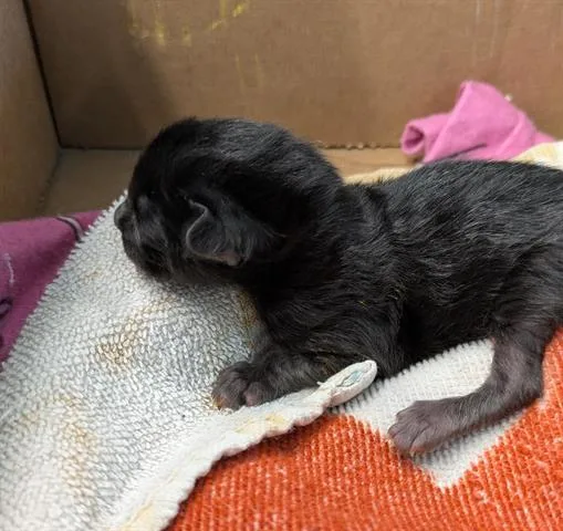 A baby small-sized male Domestic Short Hair cat named Jelly for adoption in San Martin, CA