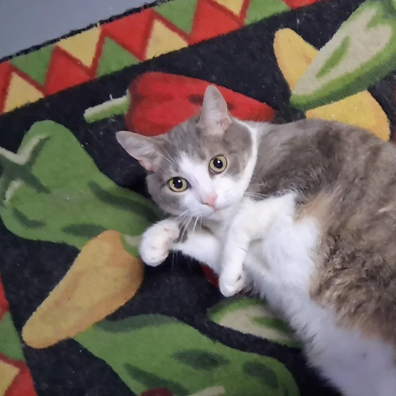 Koonie