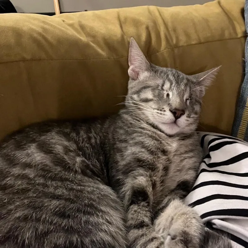 An adult medium-sized male Tabby (Gray / Blue / Silver) Domestic Short Hair cat named Butchspecial needsblind for adoption in Hillsboro, OR