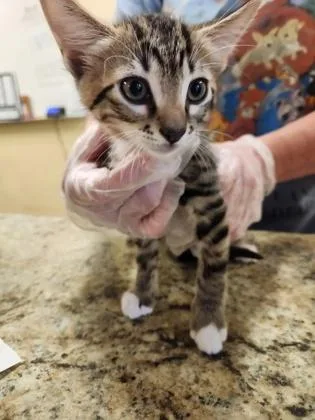 A baby small-sized male Domestic Short Hair cat named Emerald Jade Green Ball for adoption in Independence, MO