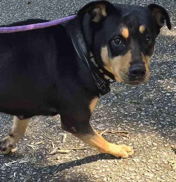 An adult large-sized female Rottweiler dog named Pen c Sophie for adoption in Lawrenceville, GA