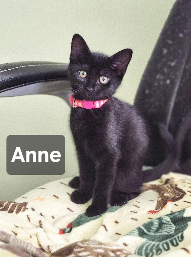 Ann