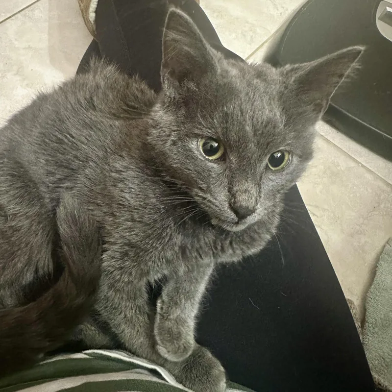 Jim Dandy thumbnail 2