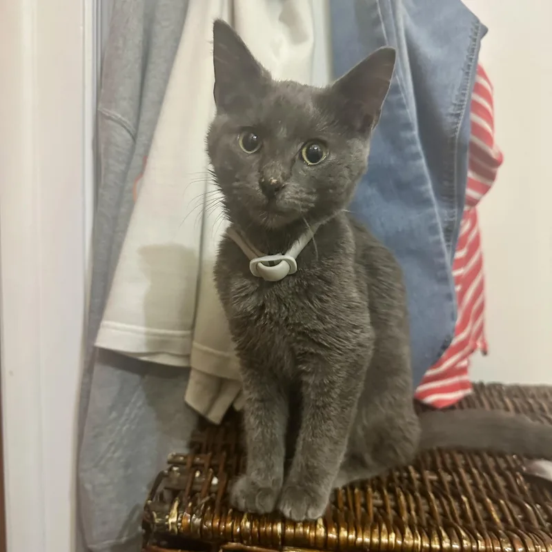 Jim Dandy thumbnail 3