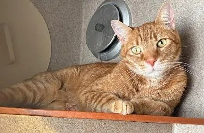 An adult medium-sized male Domestic Short Hair cat named Jericho for adoption in Washington, DC
