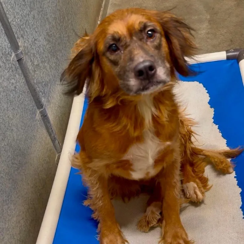 A senior medium-sized female Brown / Chocolate Mixed Breed dog named Brownie for adoption in Washington Township, OH