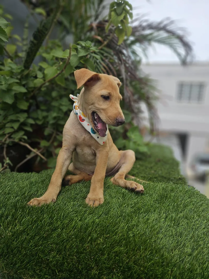 A baby medium-sized male Labrador Retriever dog named Silas FH for adoption in Sanford, FL