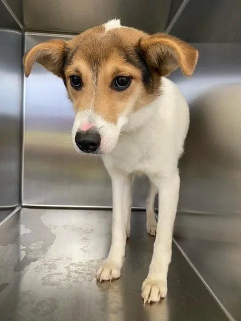 A young small-sized female Collie dog named Jelly Donut for adoption in Fayetteville, NC