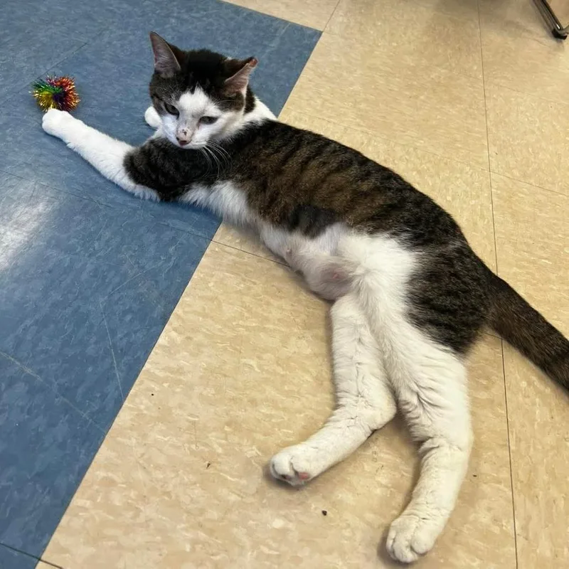 An adult small-sized female Brown / Chocolate Domestic Short Hair cat named Stevie Pooh for adoption in Carmel, IN