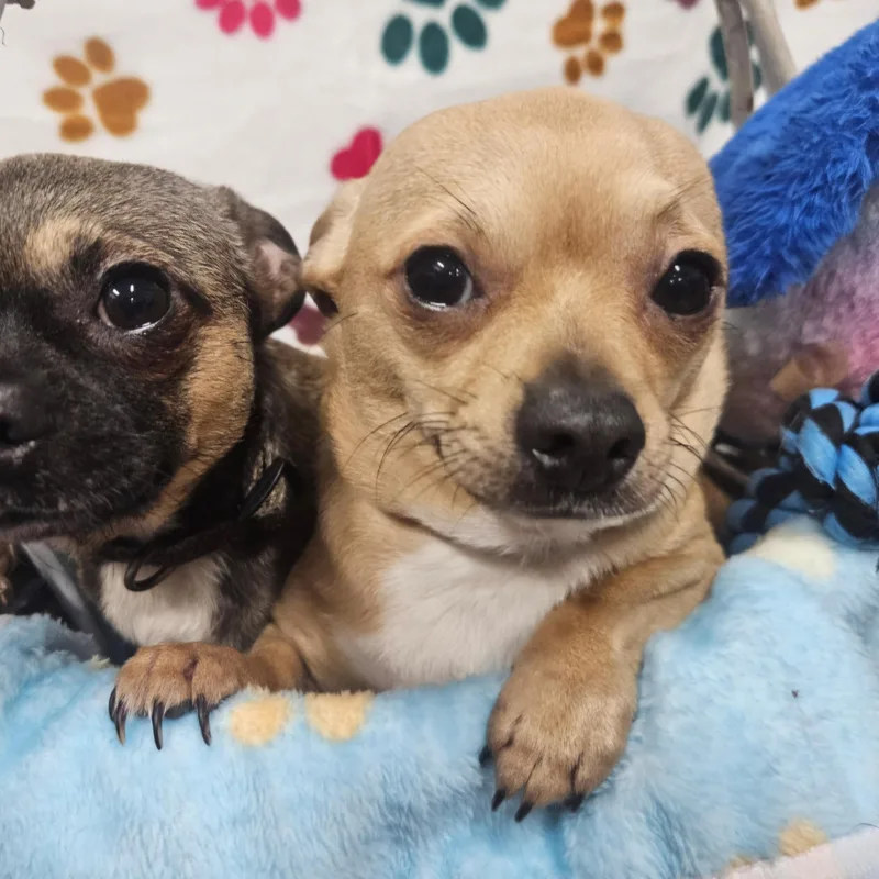 Cream Puff thumbnail 2