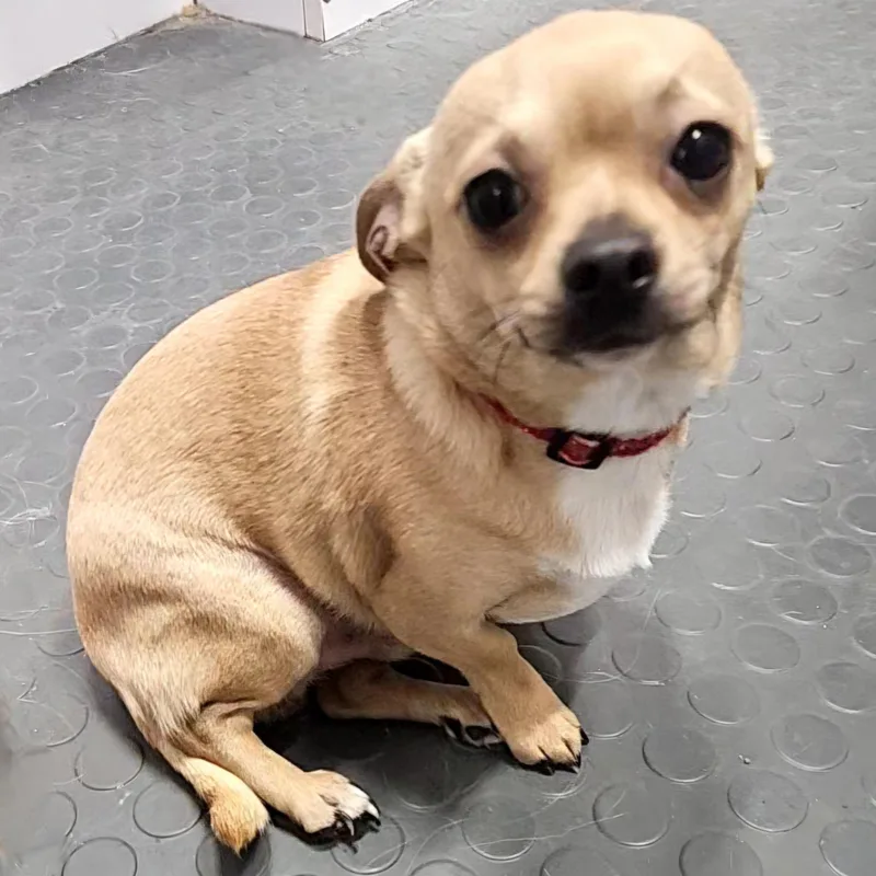 Cream Puff thumbnail 4