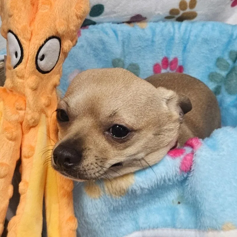 Cream Puff thumbnail 5