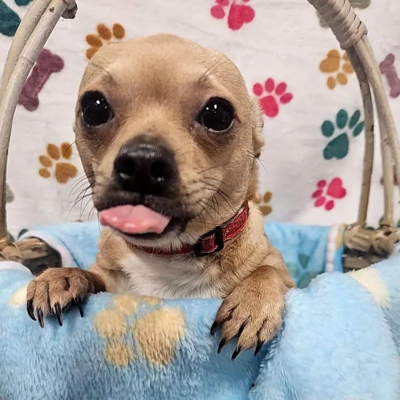 Cream Puff thumbnail 6