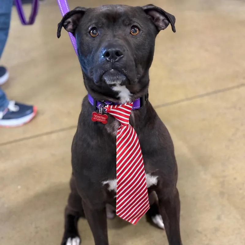 An adult medium-sized male Black Mixed Breed dog named Ziggy for adoption in Potomac, MD