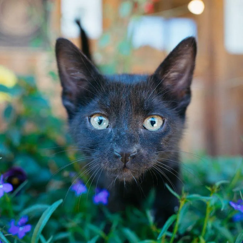 A baby medium-sized female Domestic Short Hair cat named Starfish for adoption in Jackson, WY