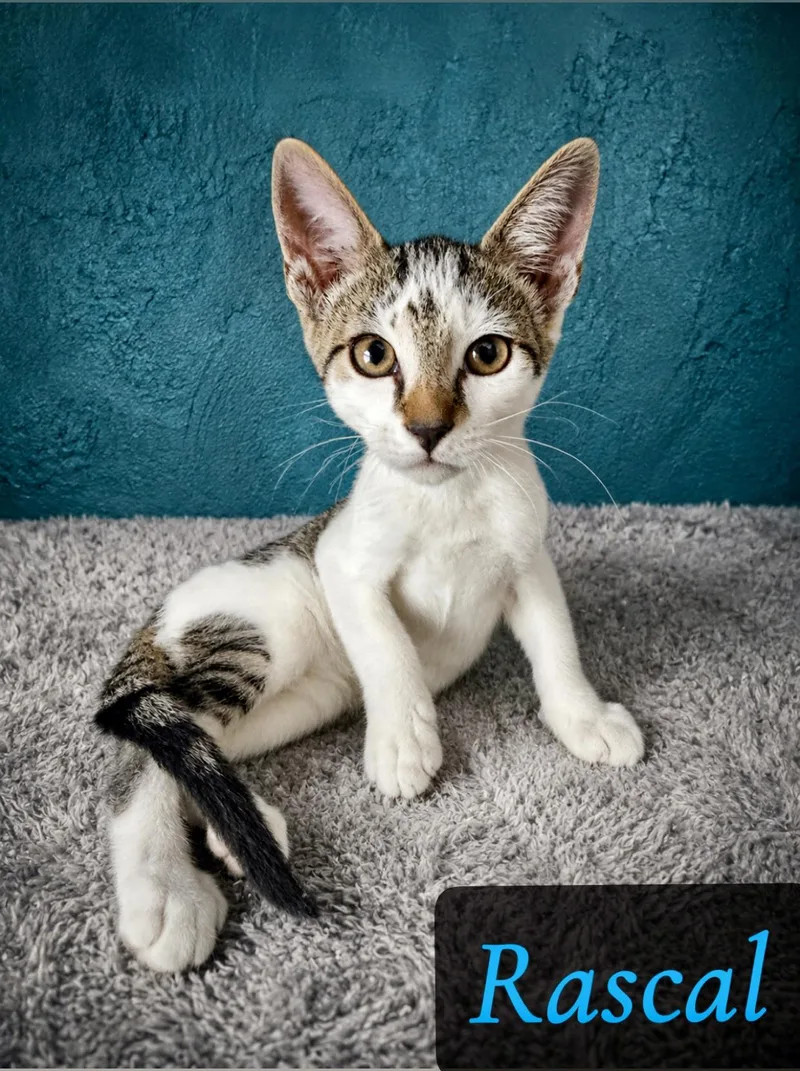 A baby medium-sized male White Domestic Short Hair cat named Rascal for adoption in Englewood, FL