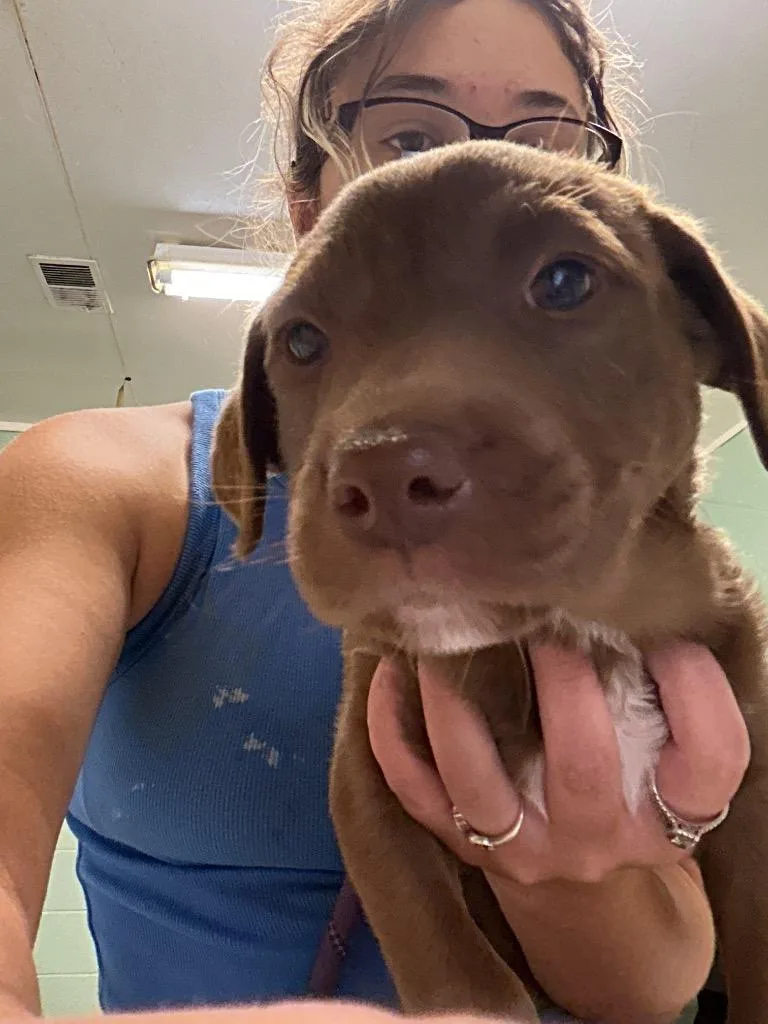 A baby small-sized female Labrador Retriever dog named Ophelia for adoption in Dyersburg, TN