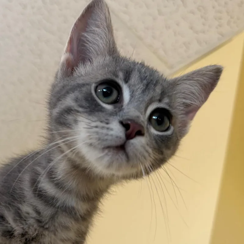 A baby small-sized male Domestic Short Hair cat named Spruce for adoption in Pittsford, VT