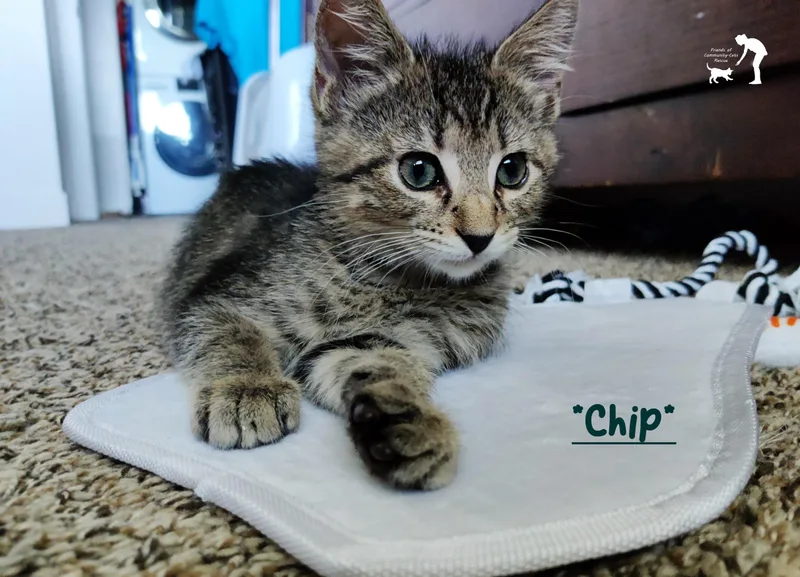 A young medium-sized male Tabby (Brown / Chocolate) Domestic Short Hair cat named Chip for adoption in Centerville, UT