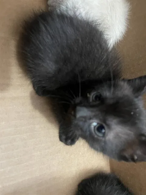 A baby medium-sized female Domestic Short Hair cat named Willow for adoption in Dallas, TX