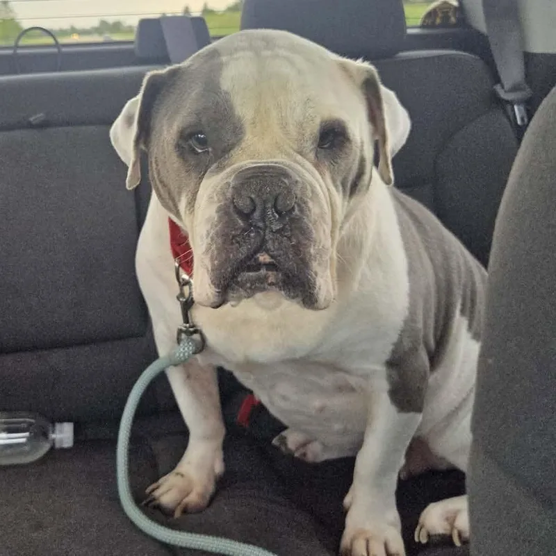 An adult large-sized female English Bulldog dog named Kimmy Carol for adoption in Racine, WI