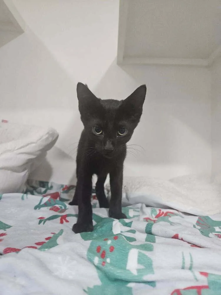 A baby small-sized female Black Domestic Medium Hair cat named Elvira for adoption in San Leon, TX