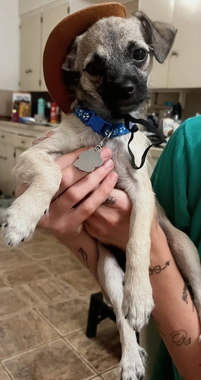 A baby small-sized female Chihuahua dog named Opus & Petrus for adoption in Los Angeles, CA