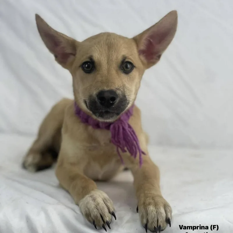 A baby medium-sized female Yellow / Tan / Blond / Fawn Labrador Retriever dog named Vamprina Local April for adoption in Brookshire, TX