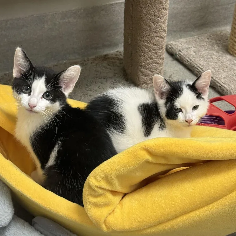 Will