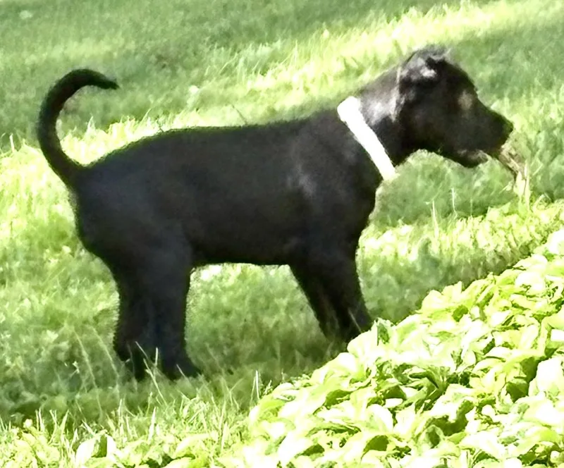 A baby medium-sized female Black Mixed Breed dog named Chiffon for adoption in Westfield, NY