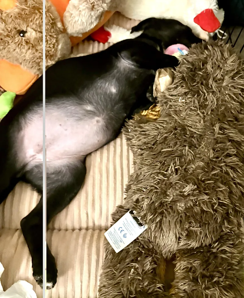 Chiffon thumbnail 3